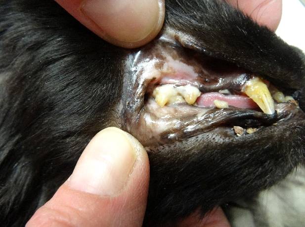 Cat gingivitis natural clearance treatment